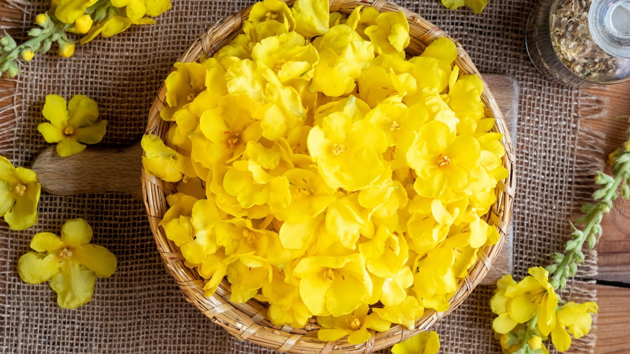 Benefits of Mullein: Soothing Superpower